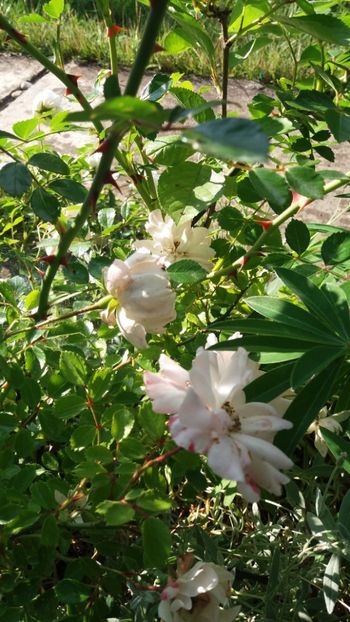 iunie 2018 160 - Gradina 2018