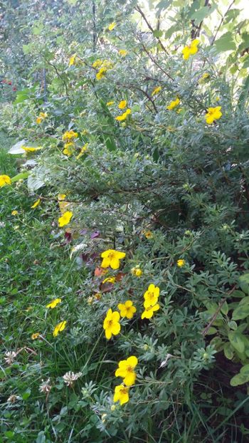 iunie 2018 161 - Gradina 2018