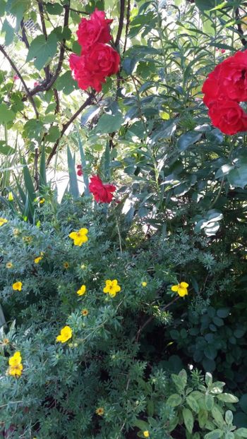 iunie 2018 162 - Gradina 2018