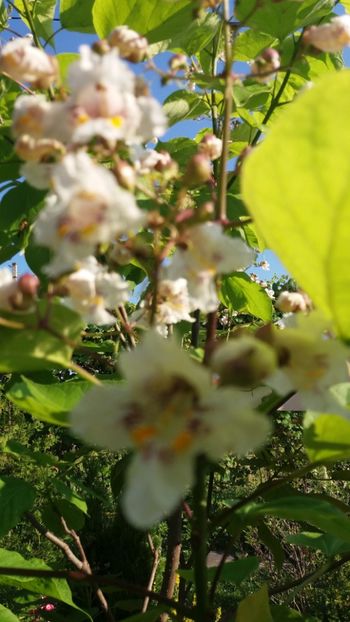 iunie 2018 163 - Gradina 2018