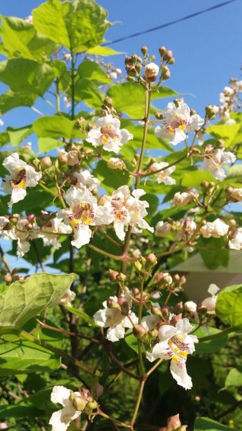 iunie 2018 164 - Gradina 2018