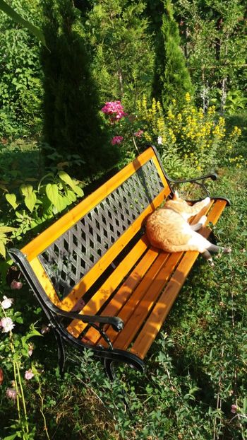 iunie 2018 166 - Gradina 2018