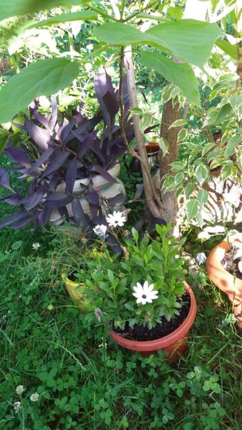 iunie 2018 168 - Gradina 2018