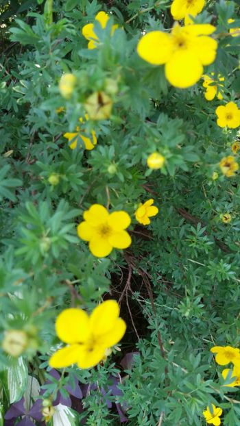 iunie 2018 169 - Gradina 2018