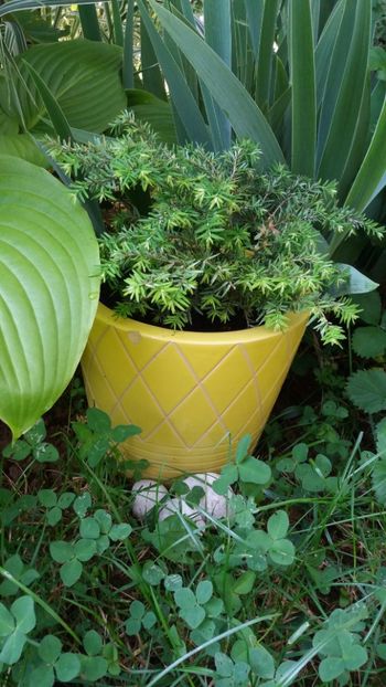 iunie 2018 171 - Gradina 2018