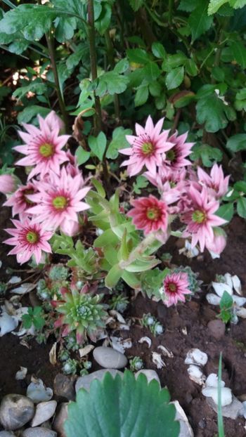 iunie 2018 173 - Gradina 2018