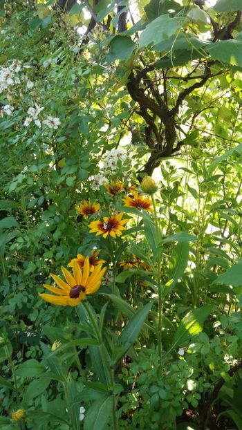 iunie 2018 175 - Gradina 2018