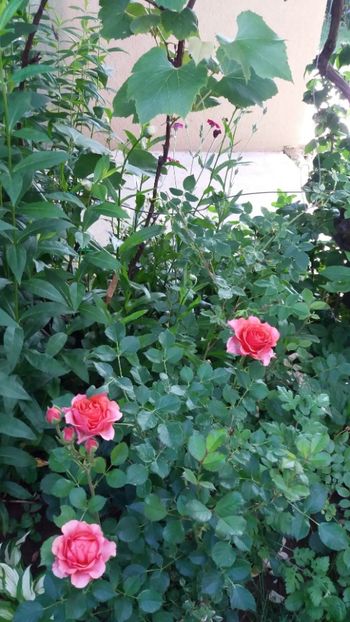 iunie 2018 178 - Gradina 2018