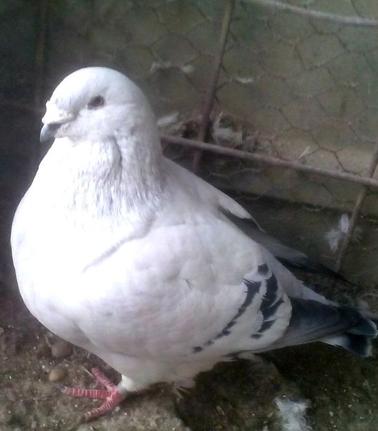  - - A - CRESCATOR POLIVALENT