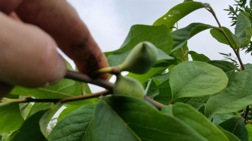  - arbori fructiferi 2018