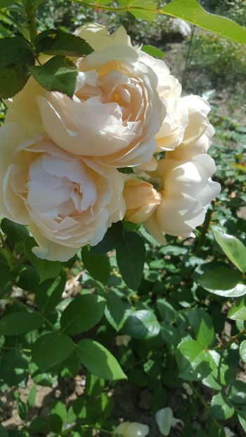  - Wollerton old hall