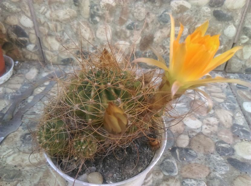  - Cactusi si suculente 2018