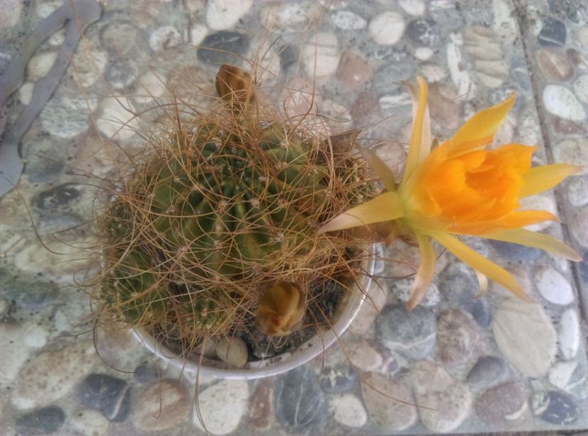  - Cactusi si suculente 2018