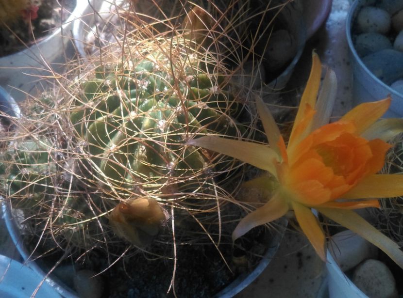  - Cactusi si suculente 2018