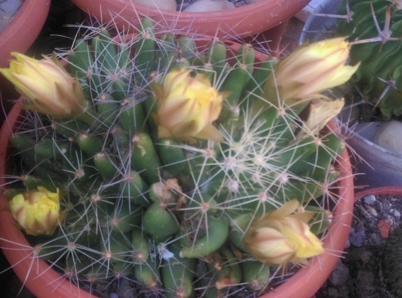  - Cactusi si suculente 2018