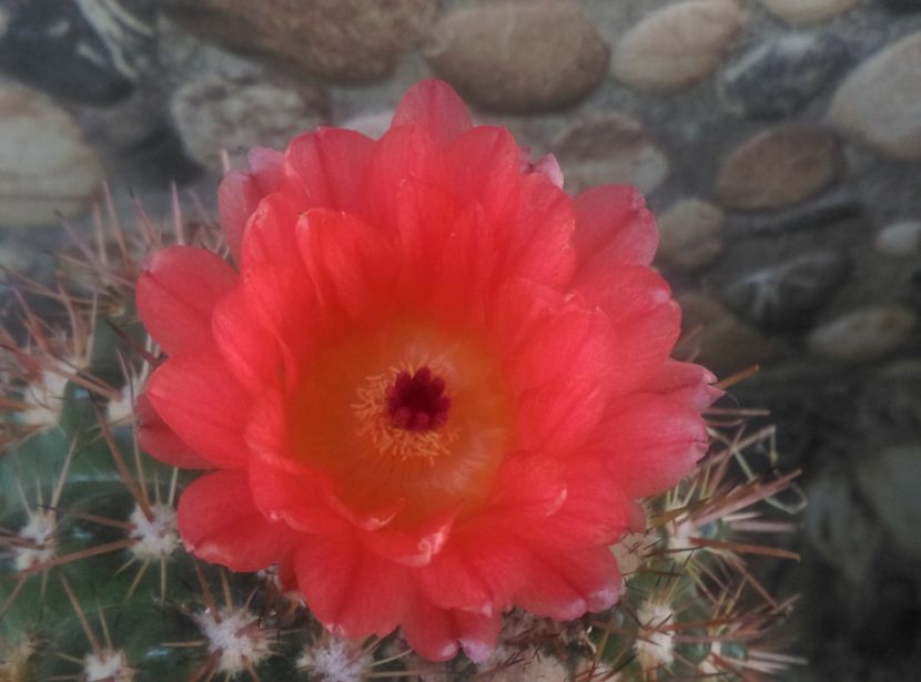  - Cactusi si suculente 2018