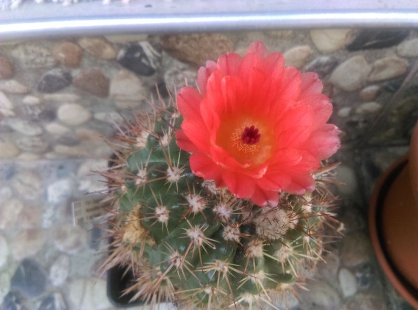  - Cactusi si suculente 2018