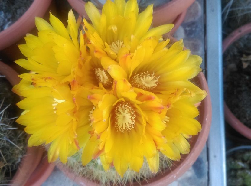  - Cactusi si suculente 2018