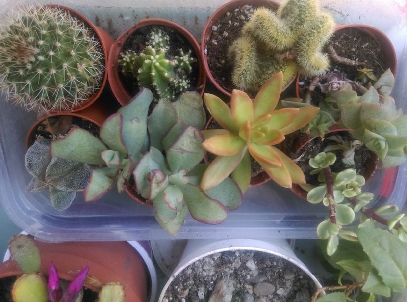  - Cactusi si suculente 2018