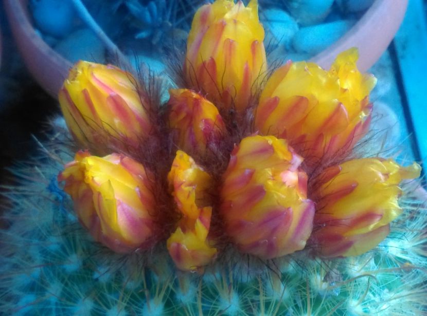  - Cactusi si suculente 2018
