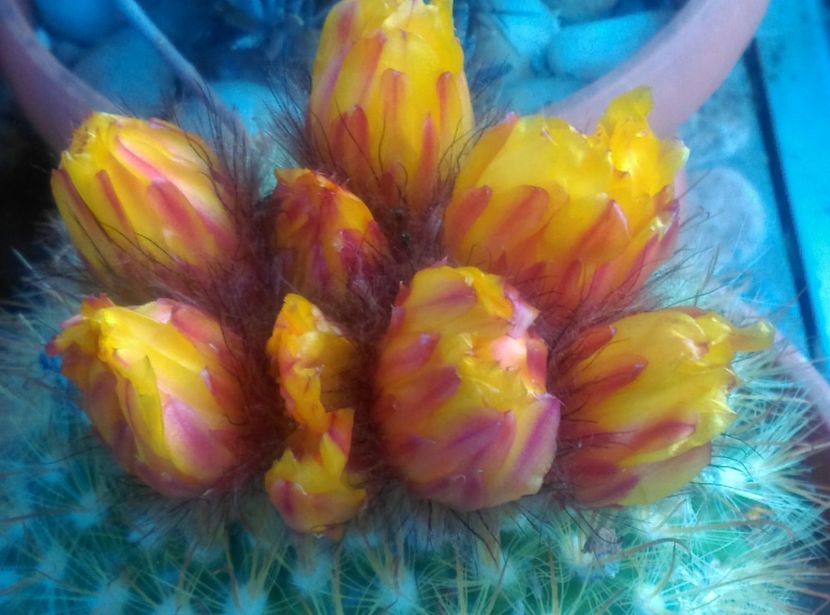  - Cactusi si suculente 2018