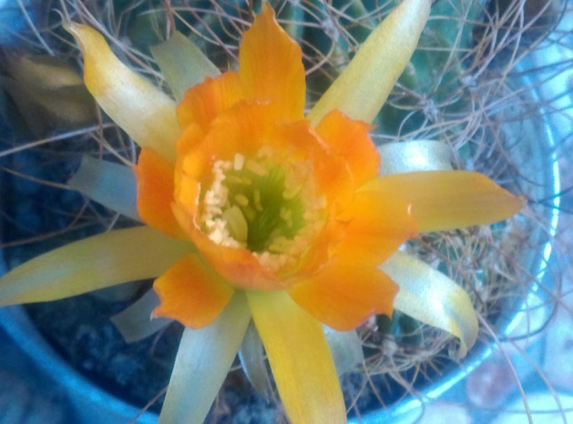  - Cactusi si suculente 2018
