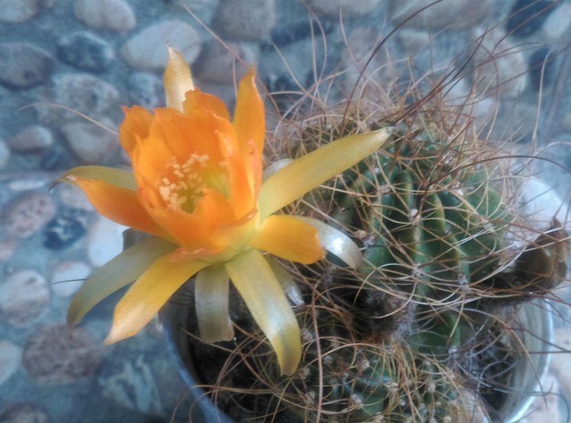  - Cactusi si suculente 2018
