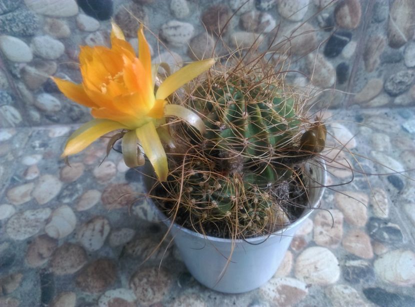  - Cactusi si suculente 2018