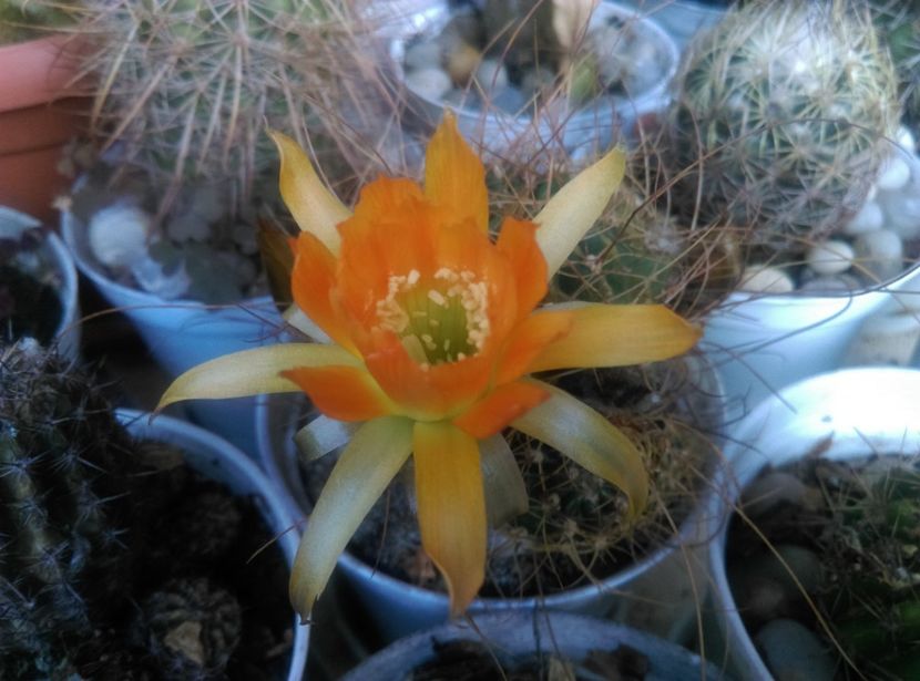  - Cactusi si suculente 2018