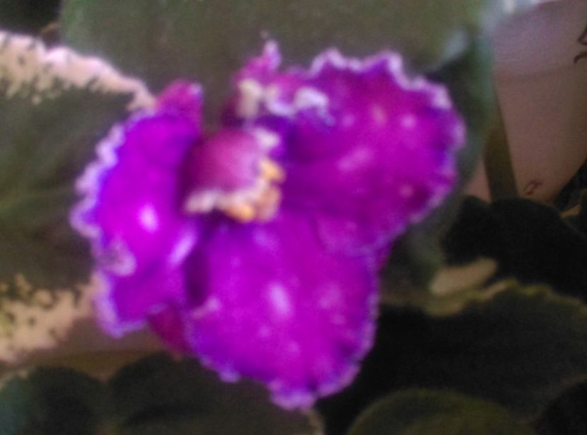  - Violete 2018
