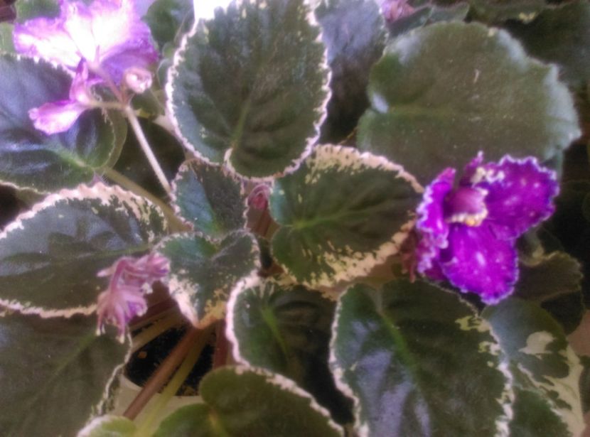 - Violete 2018