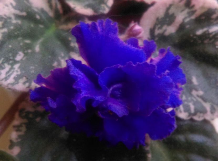  - Violete 2018