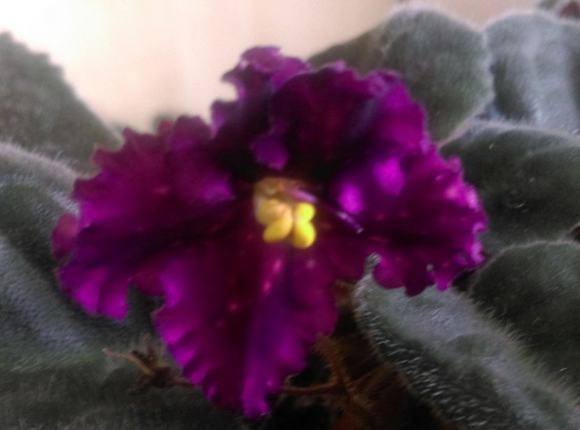  - Violete 2018