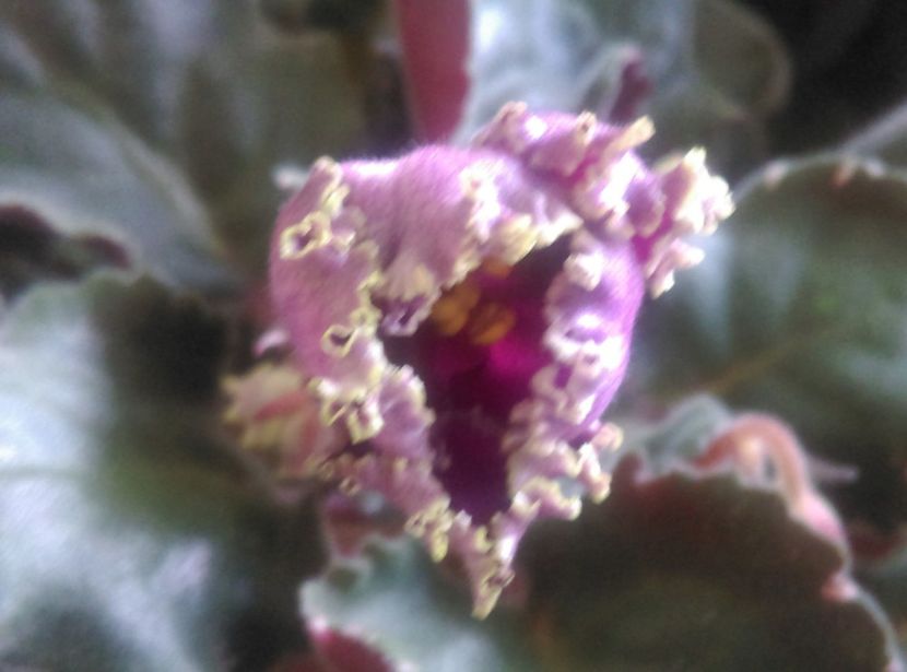  - Violete 2018