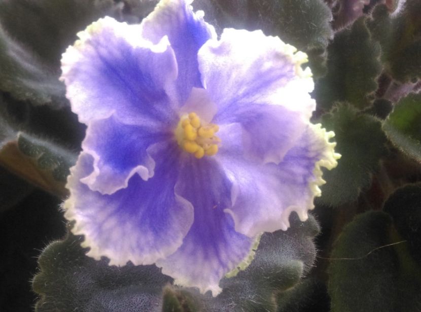  - Violete 2018