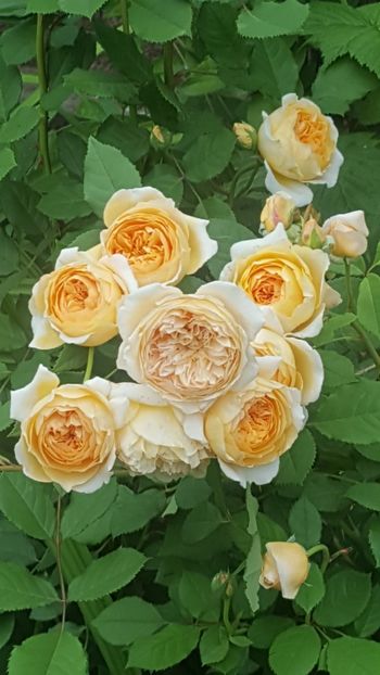  - Crown Princess M