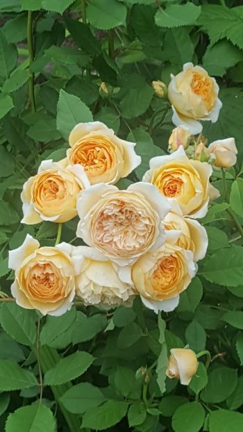  - Crown Princess M