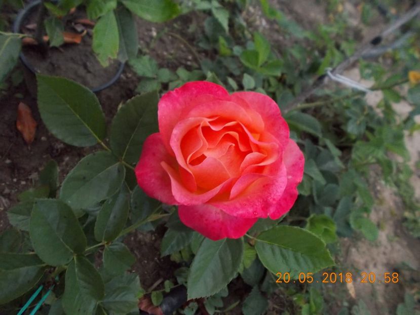  - TRANDAFIRI 2018