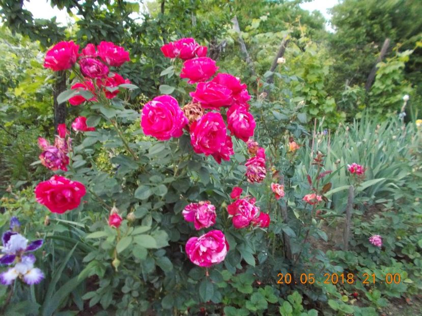  - TRANDAFIRI 2018