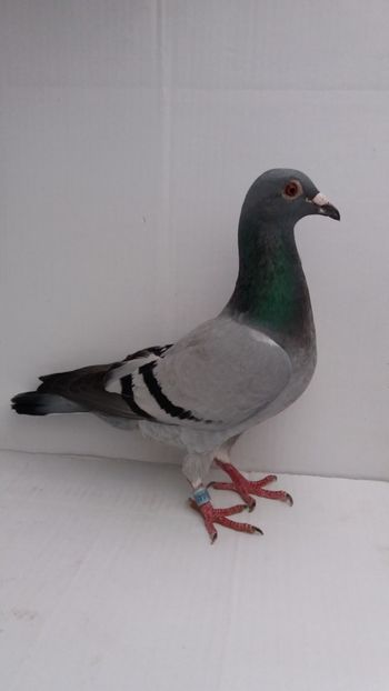 F 2016 vanduta - De! voiajori vanduti