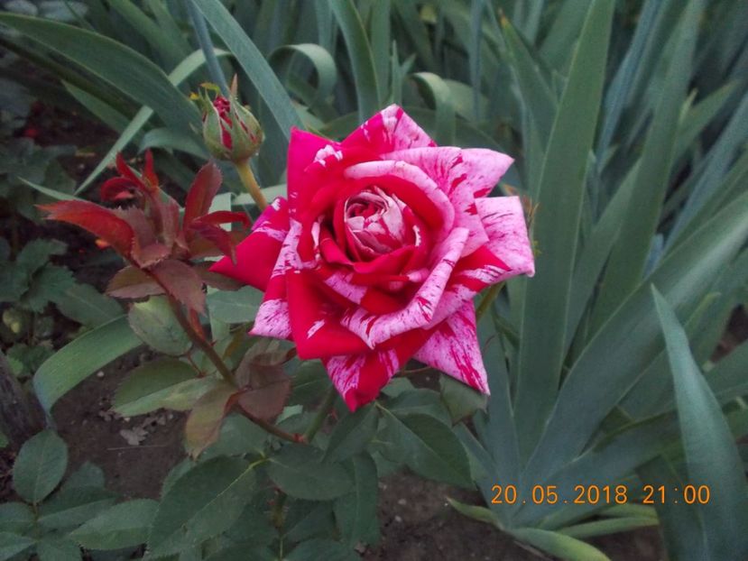  - TRANDAFIRI 2018