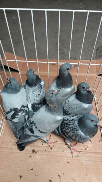 vanduti - De vanzare voiajori pui 2018