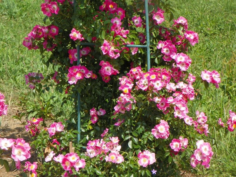 American Pillar - Trandafiri 2018 2