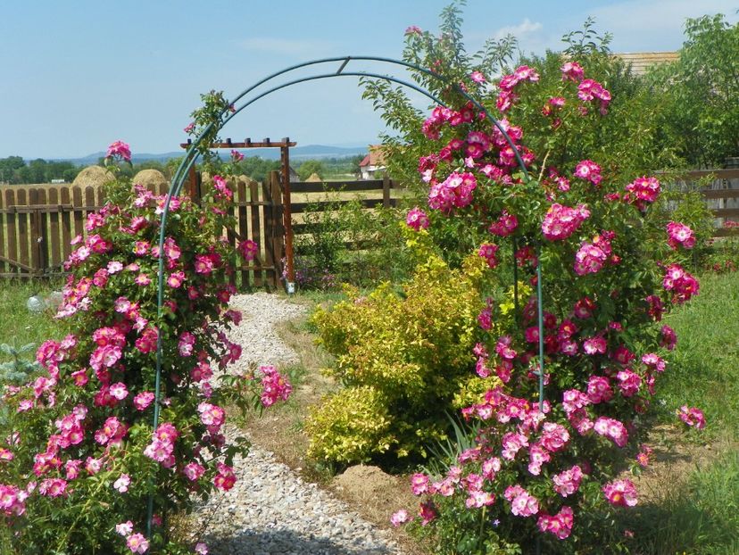 American Pillar - Trandafiri 2018 2