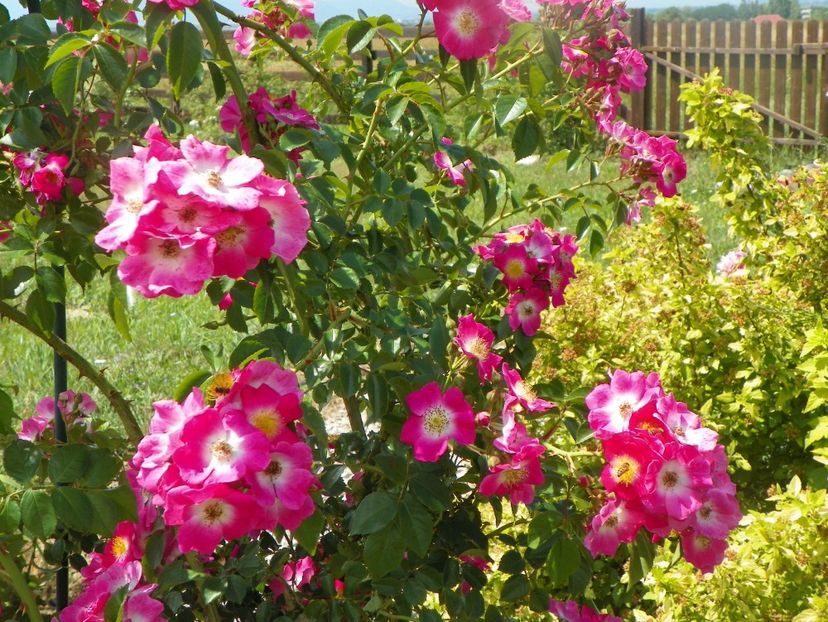 American Pillar - Trandafiri 2018 2