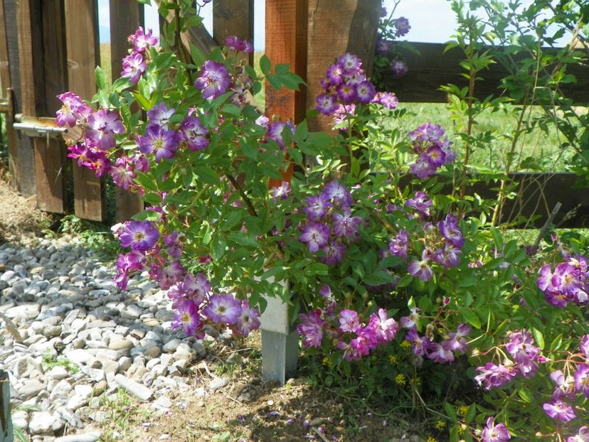 Veilchenblau - Trandafiri 2018 2