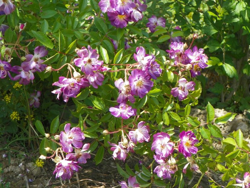 Veilchenblau - Trandafiri 2018 2