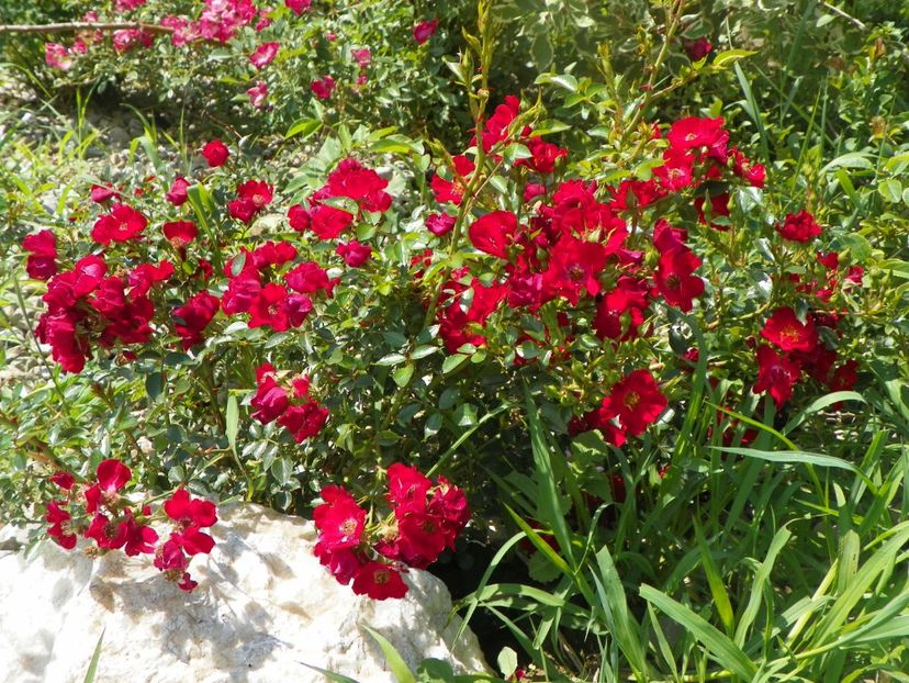 Bassino - Trandafiri 2018 2