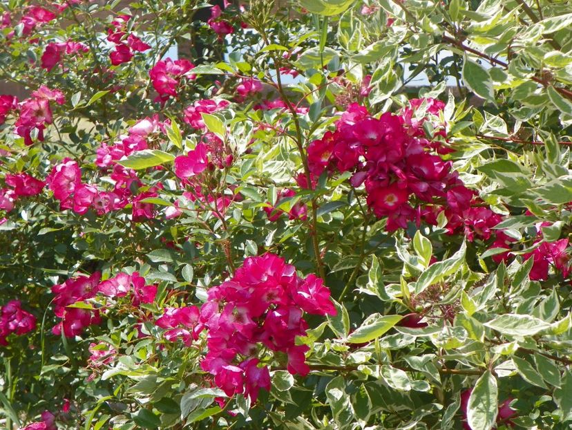 Grand Duc Jean - Trandafiri 2018 2