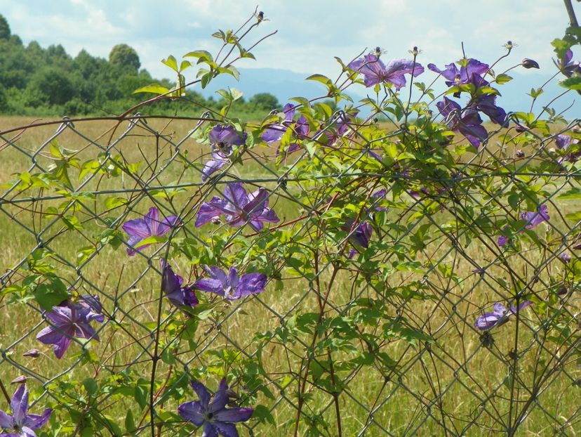 Venosa Violacea - Dobarland 2018 2